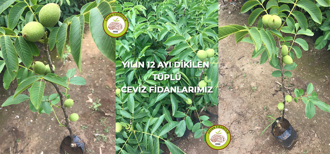 Tüplü Ceviz Fidanları