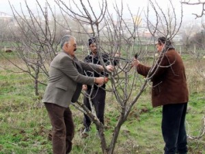 Ceviz Fidanı Yetiştiriciliğinde Budama?