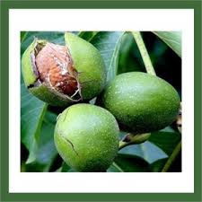 Cevizin Ekonomik Değeri