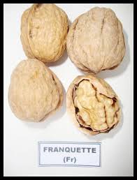 franquette