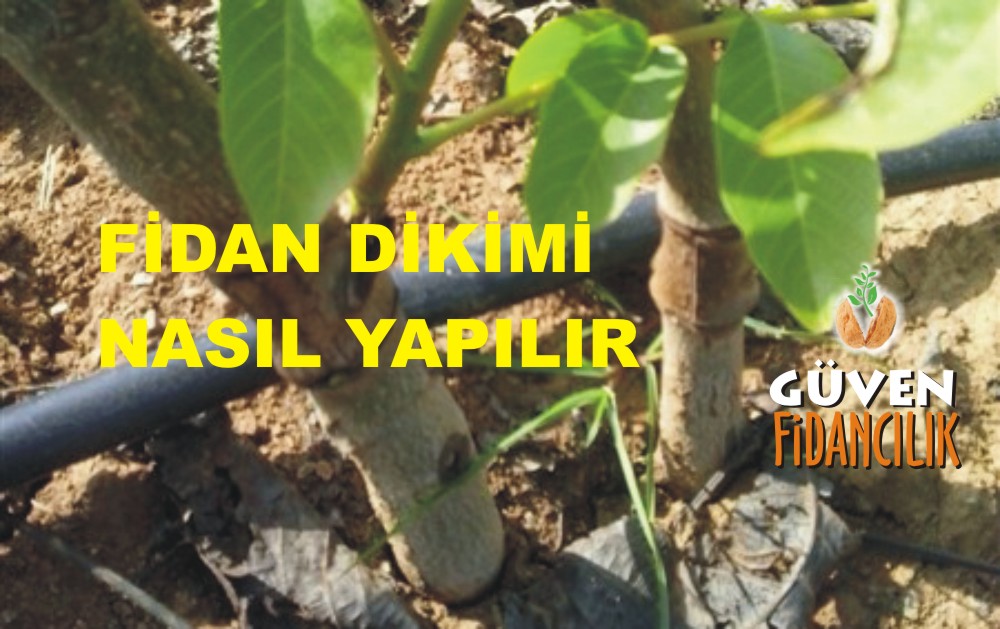 Ceviz Fidanı Dikimi