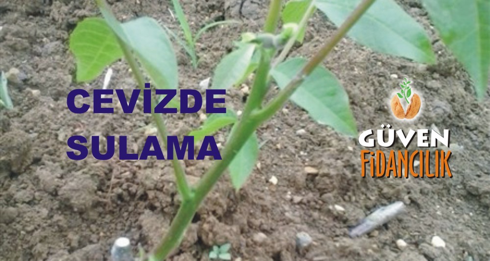 Cevizde Sulama