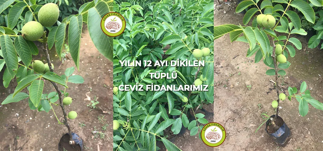 Tüplü Ceviz Fidanları