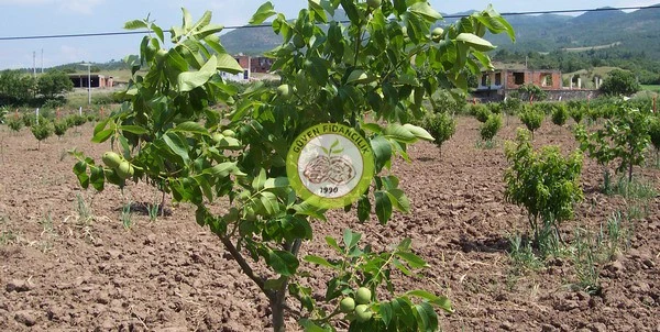 En Doğru Ceviz Fidanı Tozlayıcı Listesi