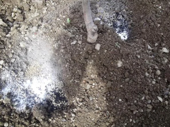 Ceviz Fidanı Toprak Analizi Nasıl Yapılır?